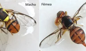 Leia mais sobre o artigo ALERTA || Mosca-da-carambola leva Roraima e outros três estados à emergência fitossanitária