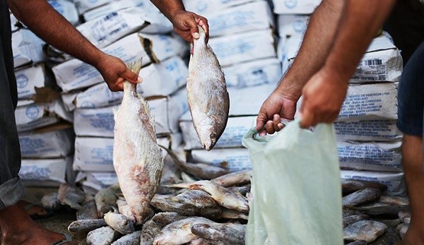 Leia mais sobre o artigo SEMANA SANTA || Governo de Roraima realiza distribuição de pescado para 34 mil famílias em todo o Estado